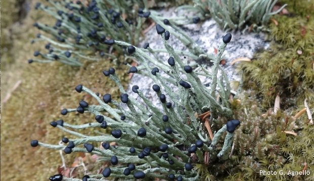 Lichen d'Alaska Pilophorus acicularis
