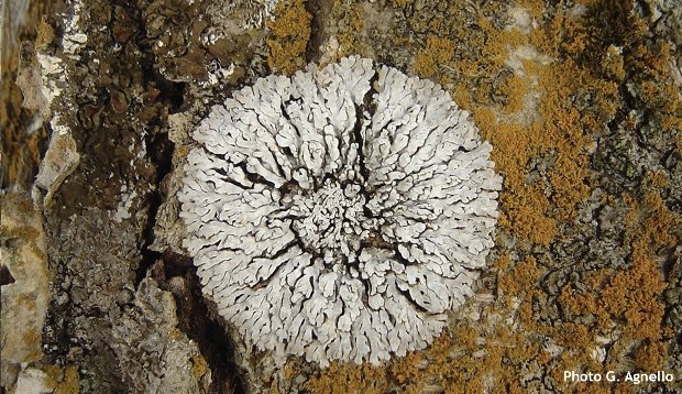 Lichen Physconia distorta