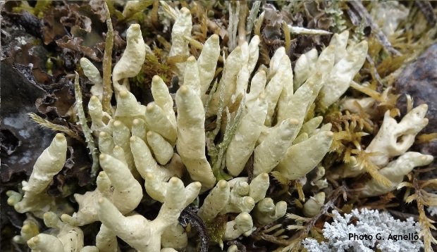 Lichen d'Alaska Dactylina arctica