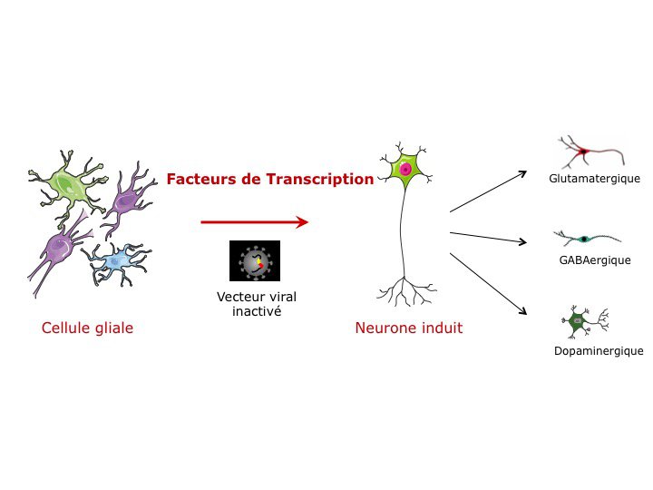 méthode de reprogrammation des cellules gliales en neurones glutamatergique ou GABAergique
