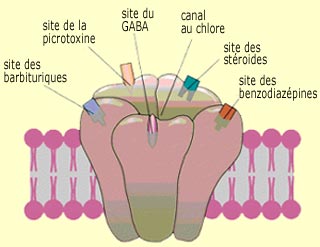 Représentation schématique du récepteur GABA-A et du couplage au canal Chlore.