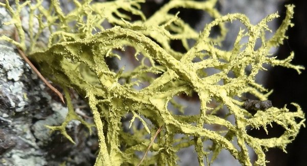 Lg lichenune