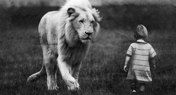 Lg lion peur