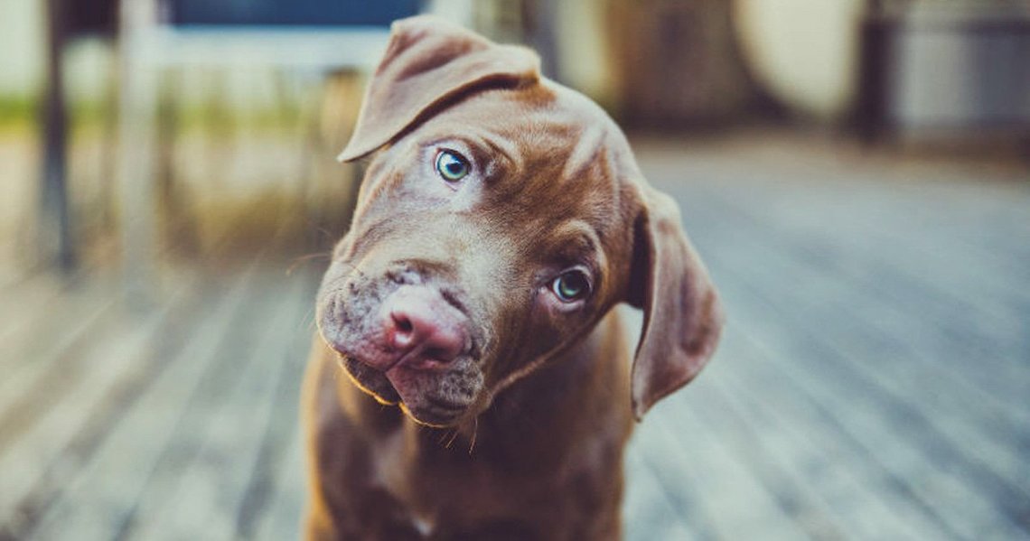 Quand les chiens penchent la tête