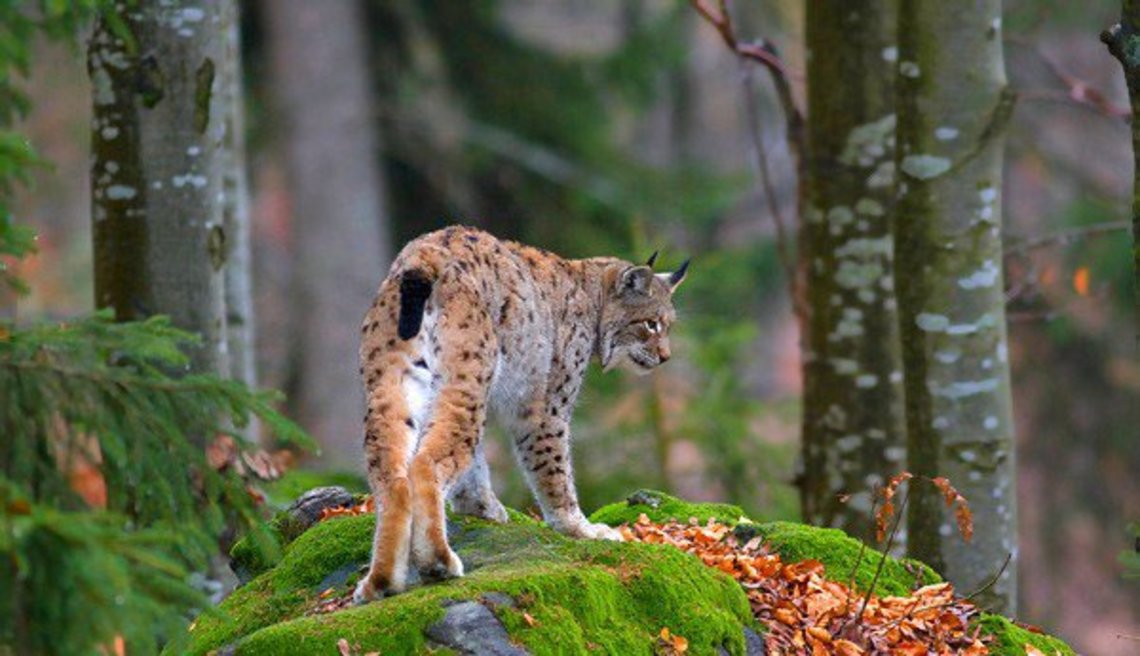 Les lynx sont-ils trop nombreux en Franche-Comté ? - France Bleu