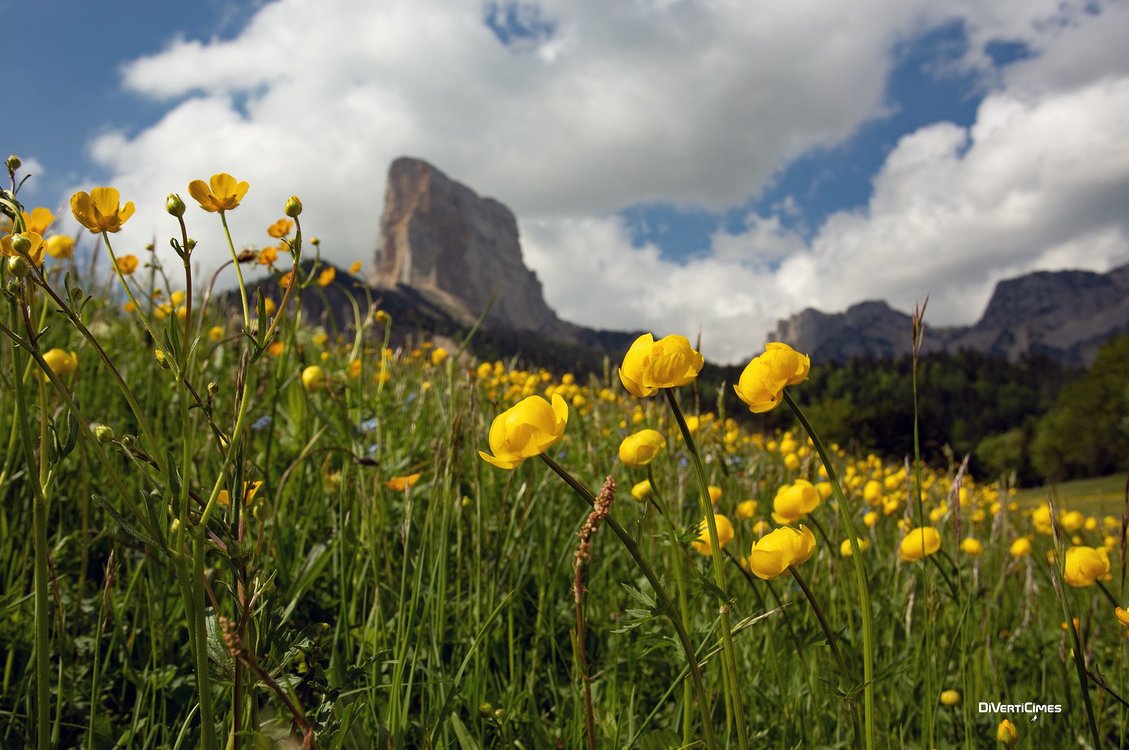 La fleur qui fait le printemps… | ECHOSCIENCES - Grenoble