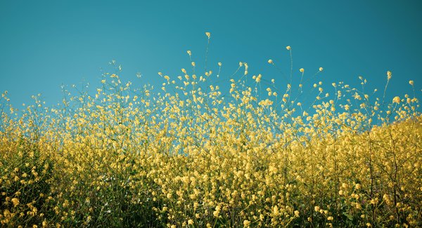 Les plantes souffrent-elles aussi ?