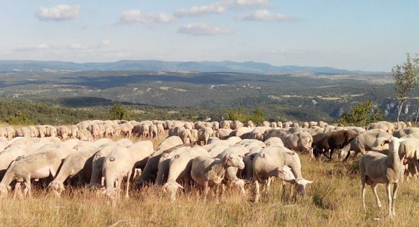 Lg pres 20 000 moutons transhument languedocet cevennes 2 729 486
