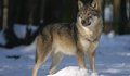 Sm wolf 725388 1920