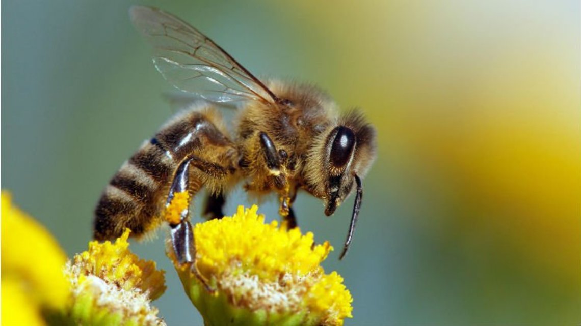 L'importance des abeilles dans notre écosystème