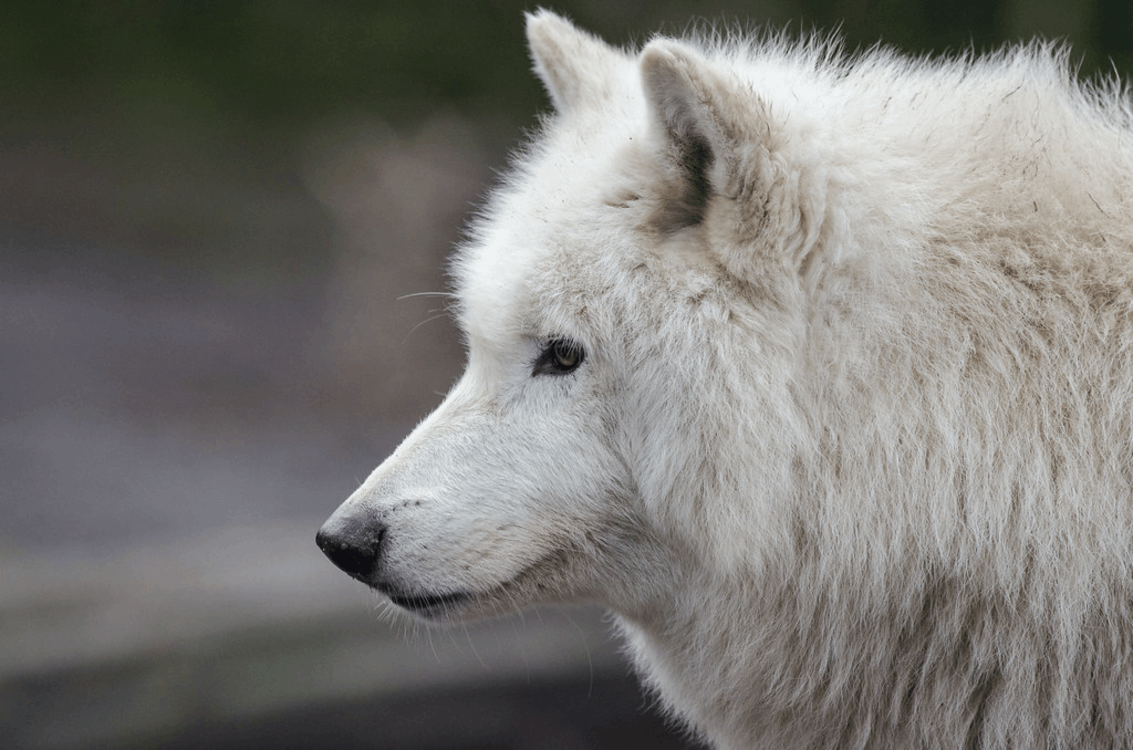 Le loup est toujours une espèce menacée en France