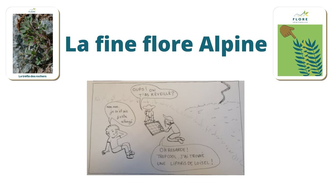 Xl la fine flore alpine