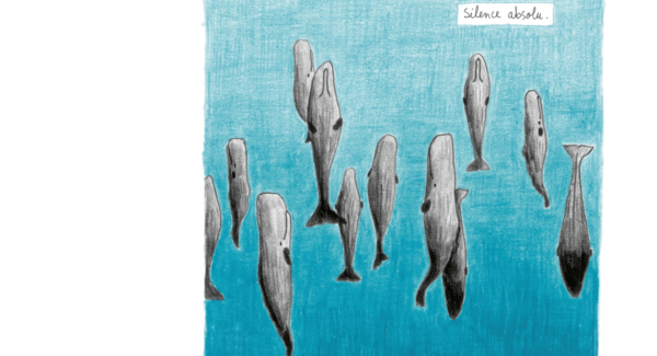 “Please Draw Me a Sperm Whale”, winner of the Taste of Science Award |  Echo sciences
