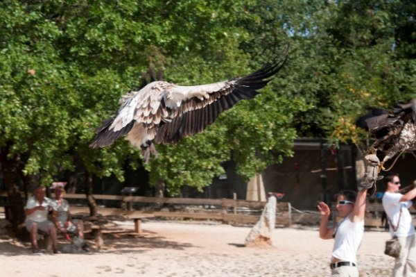 La balise du Léti, fixée sur le dos du rapace, permet de suivre ses déplacements