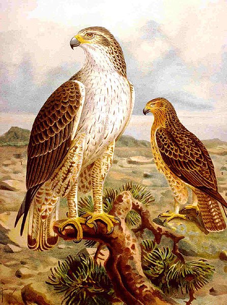 L'aigle de Bonelli, ou Aquila fasciata