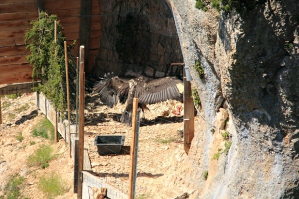 Gypaète dans son enclos