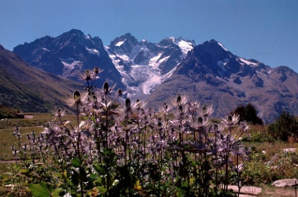 Panicauts des Alpes (Eryngium alpinum) au Col du Lautaret