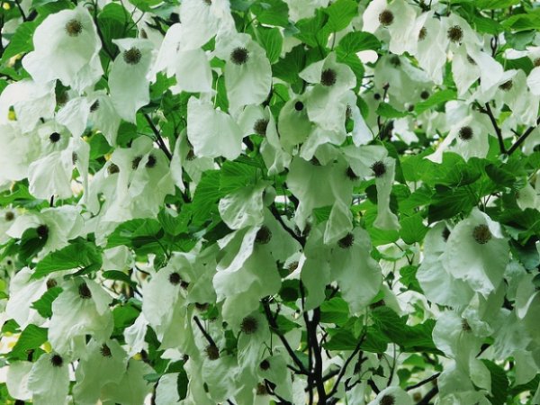 Arbre à mouchoirs, ou Davidia involucrata