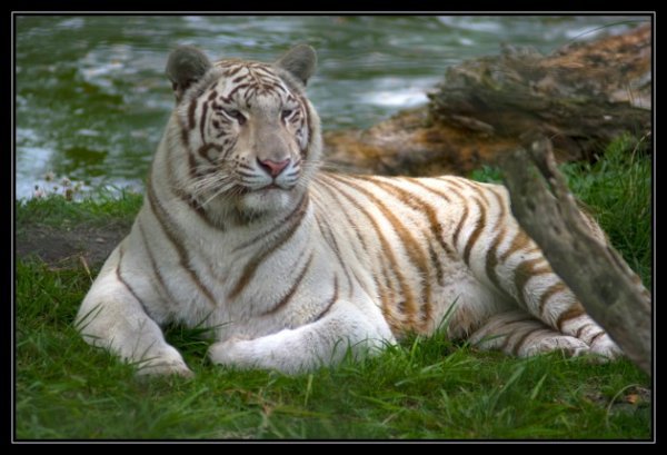 Tigre blanc