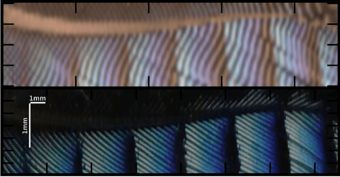 Image de la plume scannée à la lumière synchrotron