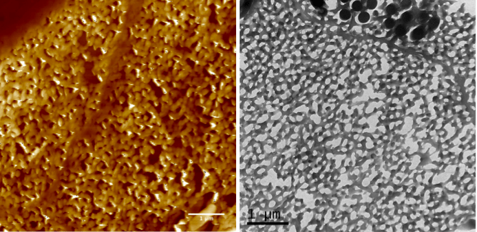 La nanostructure spongieuse responsible de la couleur des plumes du geai - Images ESRF
