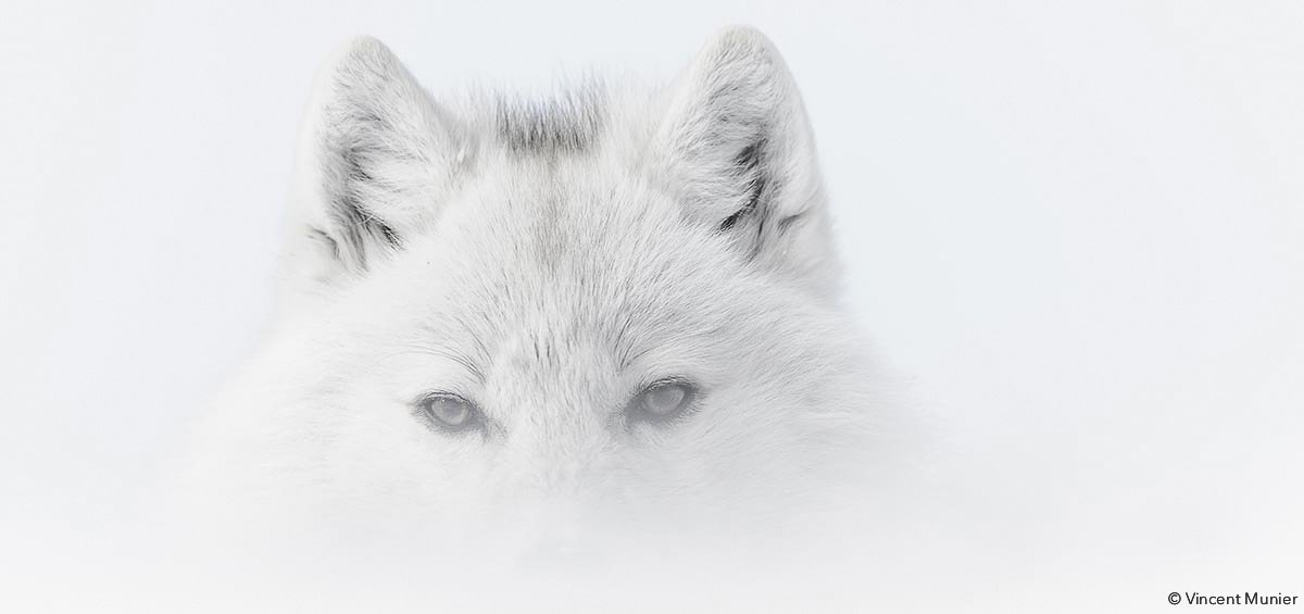 Loup Arctique