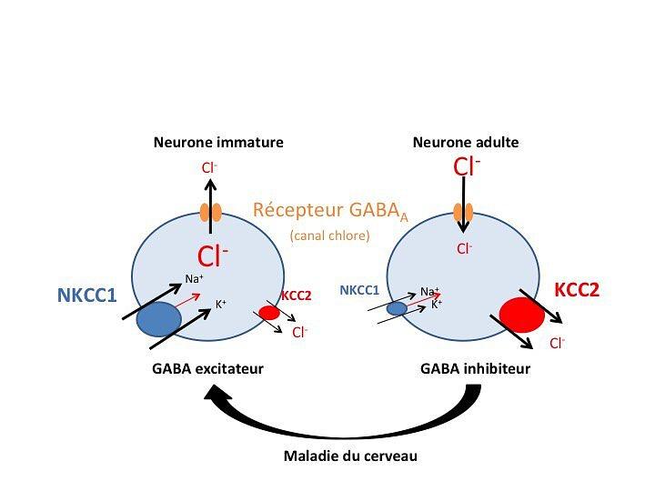 Le GABA Un Neurotransmetteur Bien Excitant ECHOSCIENCES Grenoble Le GABA Un Neurotransmetteur Bien Excitant ECHOSCIENCES Grenoble