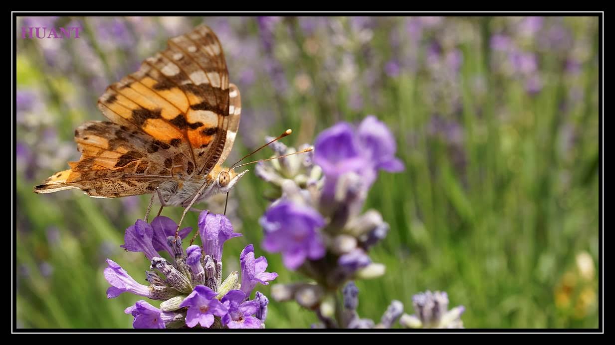 La Belle Dame (Vanessa cardui )