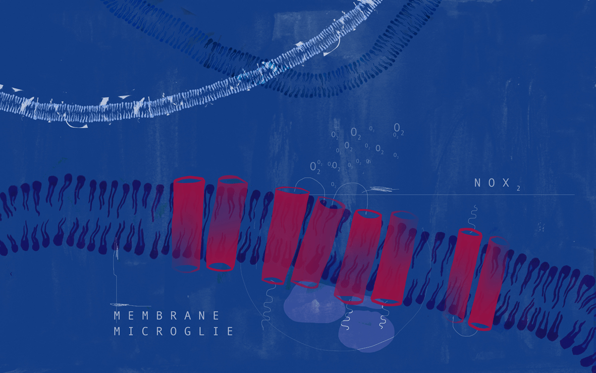 Les sous-unités de l'enzyme NOX2 localisée dans la membrane des microglies