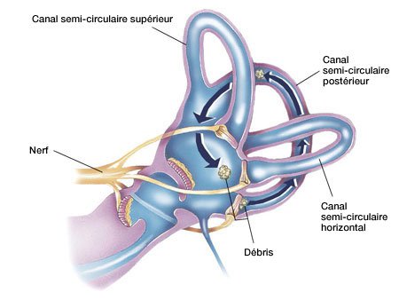 système labyrinthique de l'oreille interne