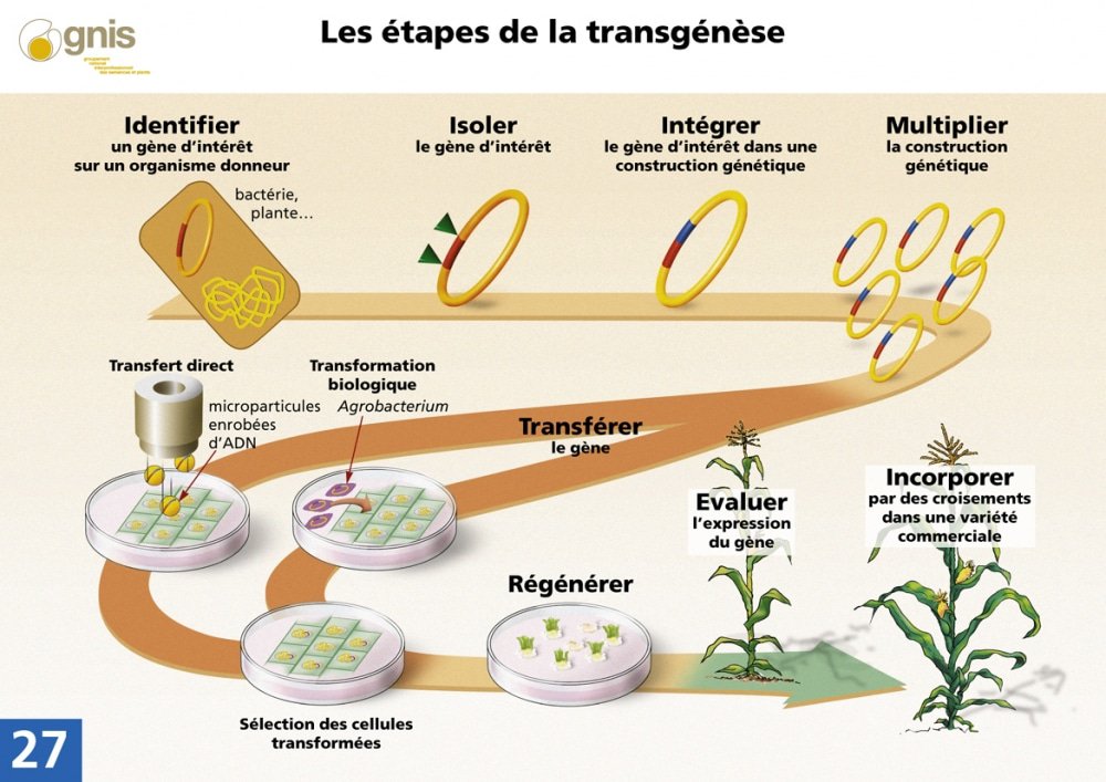 Les étapes de la transgénèse