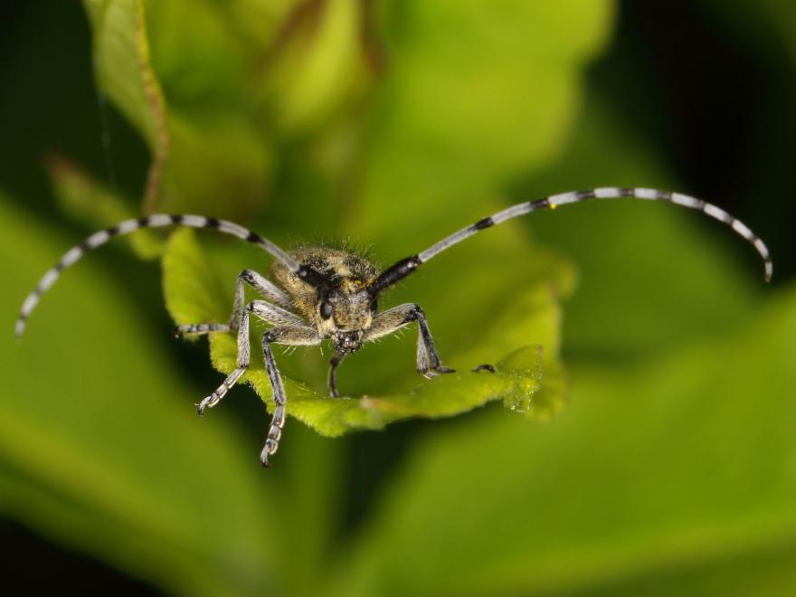 Agapanthie à pilosité verdâtre, nature isère