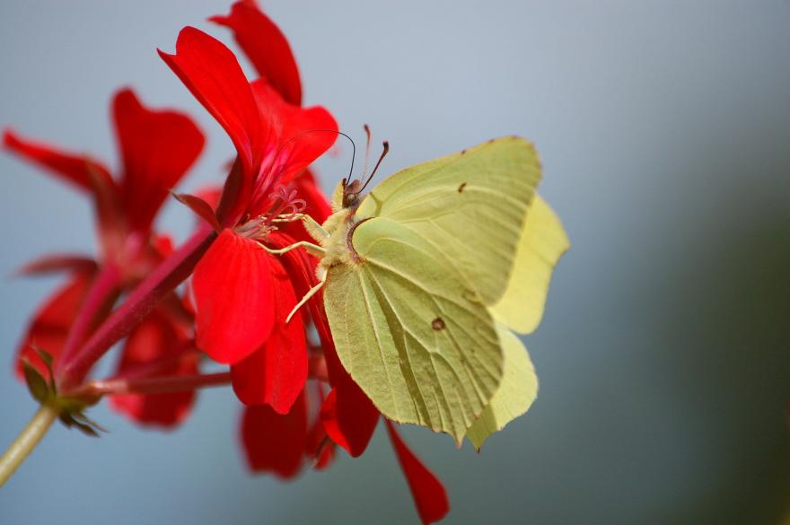 Citron, nature isère