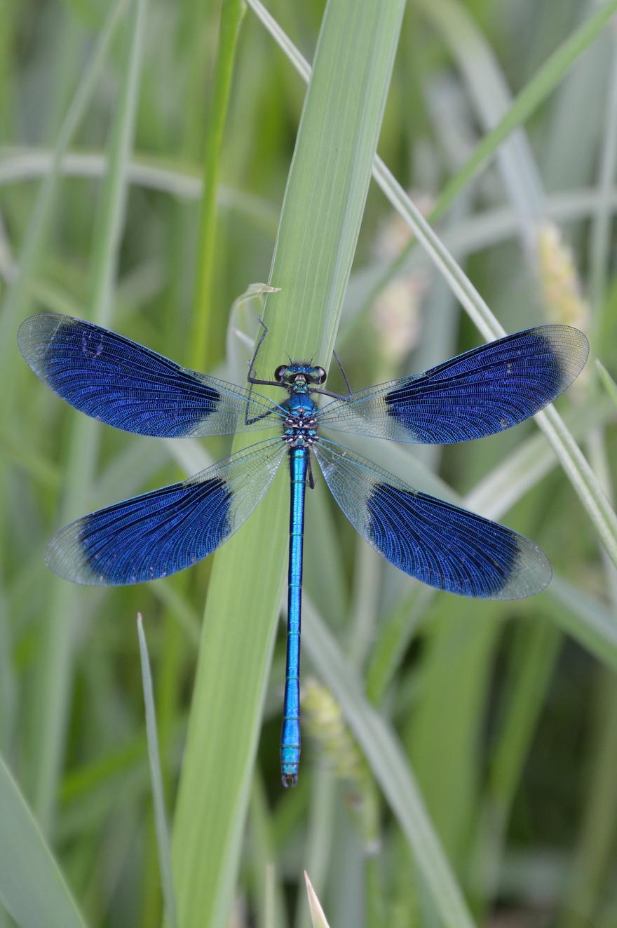 Caloptéryx splendide, nature isère