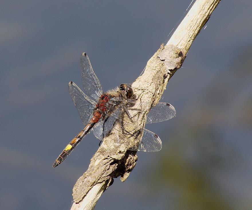 Leucorrhine à gros thorax, nature isère