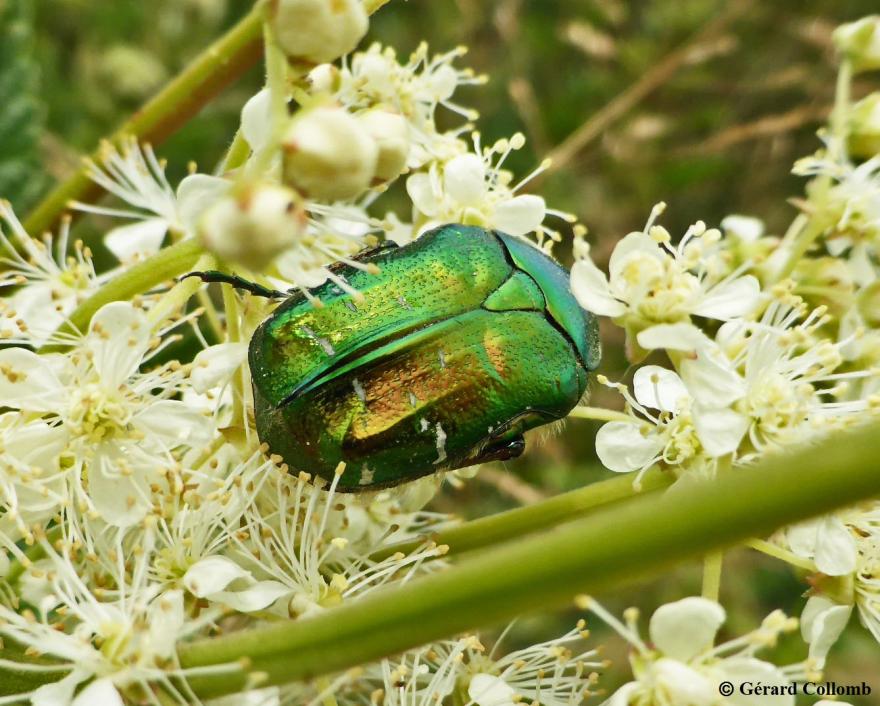 Cétoine dorée, nature isère