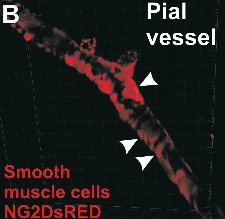 Pericytes (rouge) bordant un microcapillaire (photo N. Marchi)