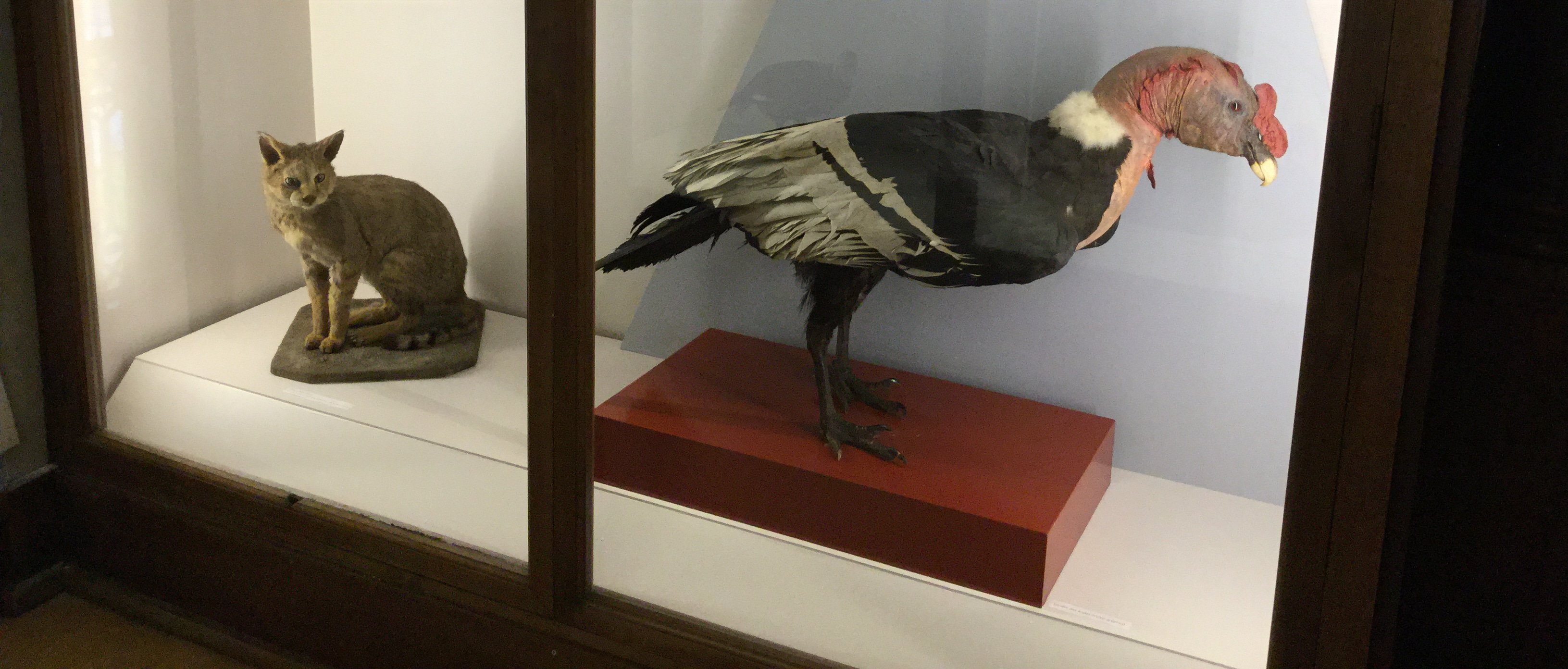 Chaus (Felis chaus) et Condor des Andes (Vultur gryphus)