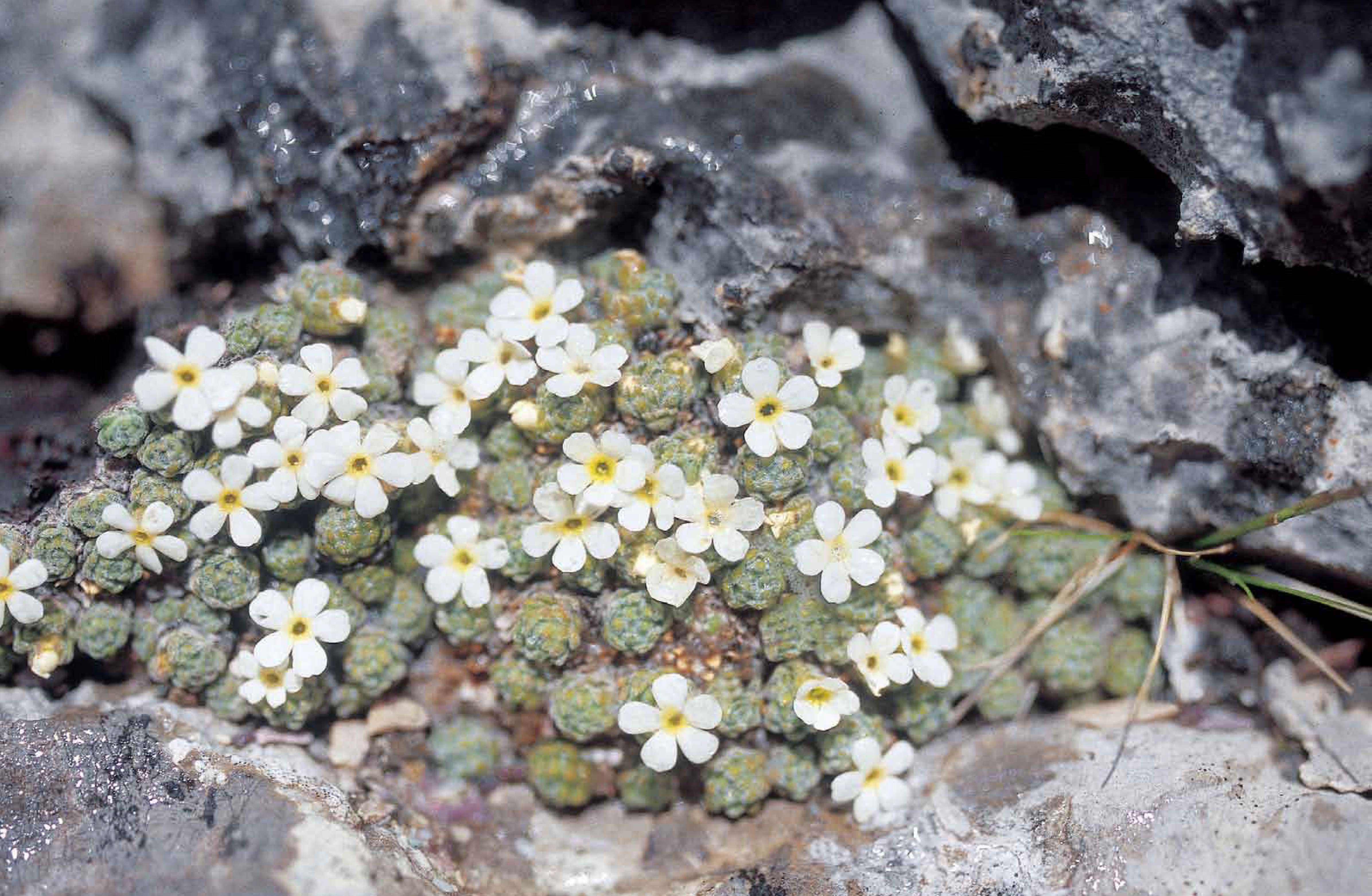 Androsace helvétique (Androsace helvetica) Bernard Nicollet / Parc national des Écrins