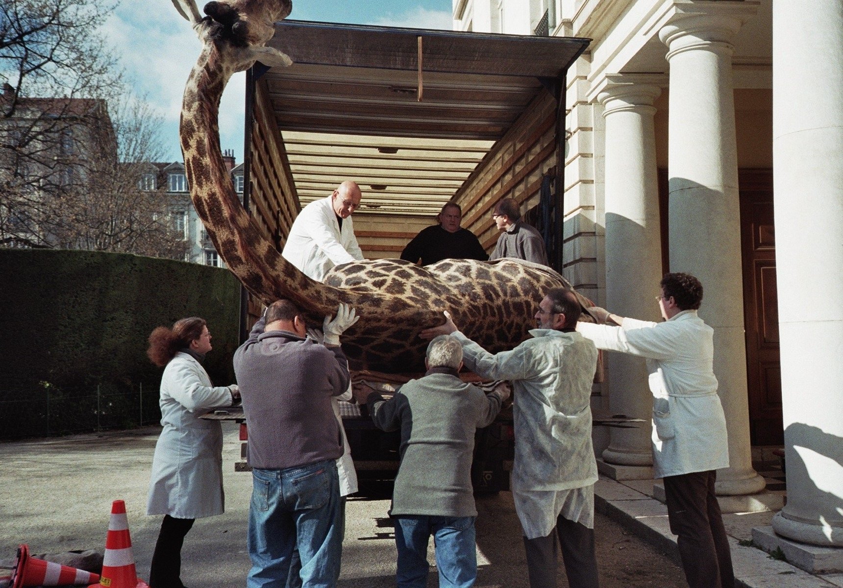 Arrivée de la girafe au Muséum, mars 2008