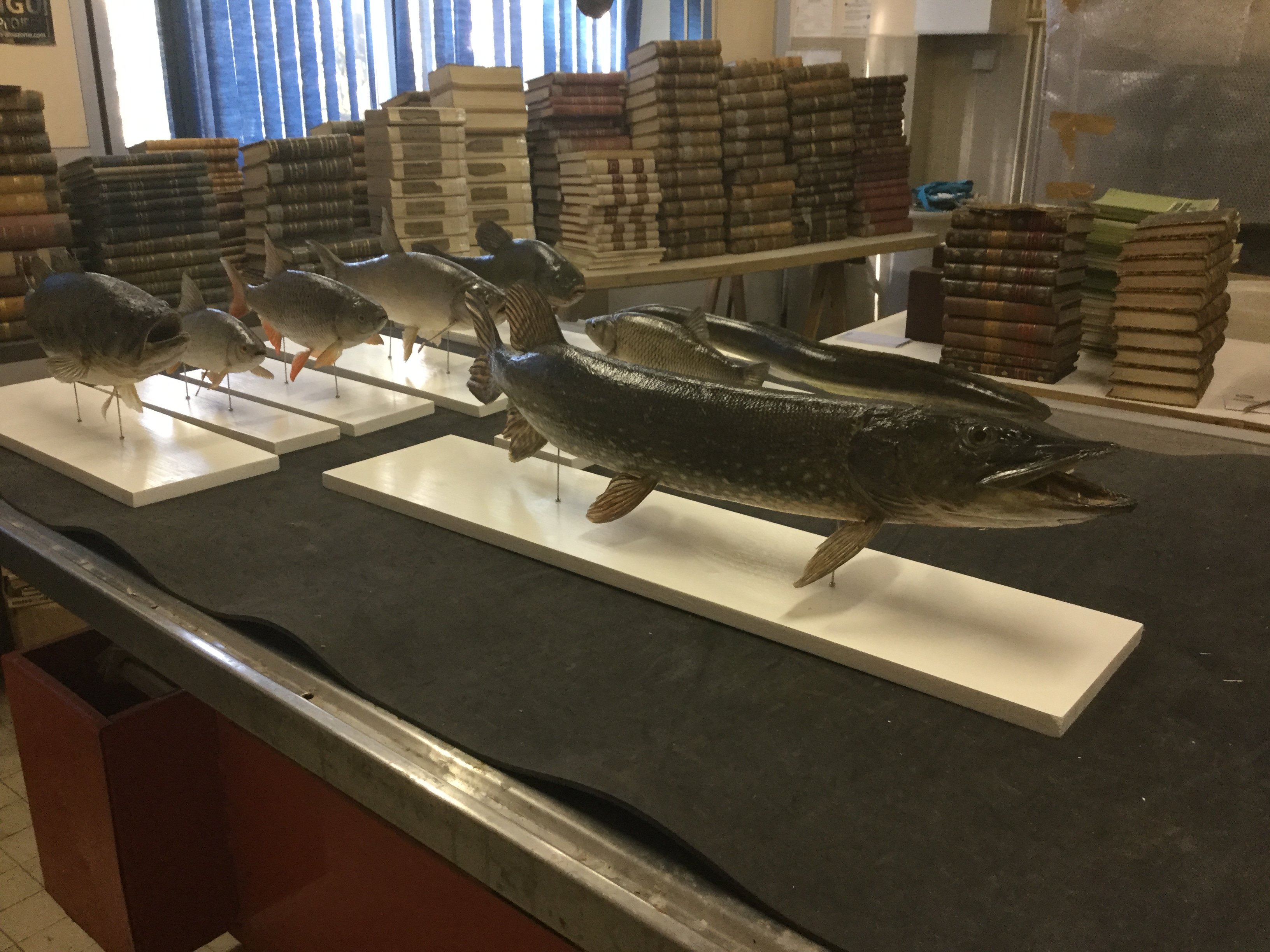 Acquisitions poissons - Muséum de Grenoble