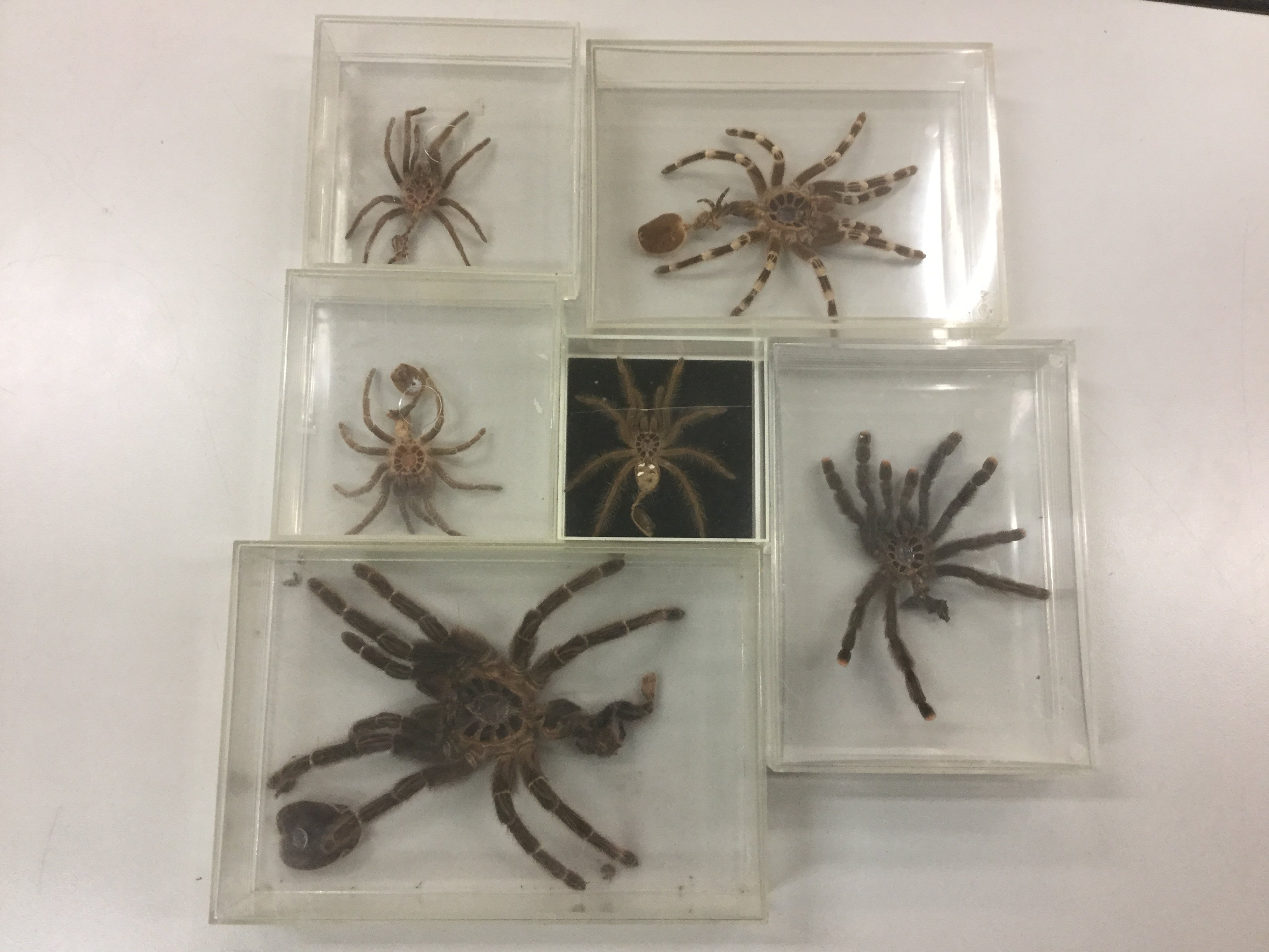 Mues d'araignées - Muséum de Grenoble