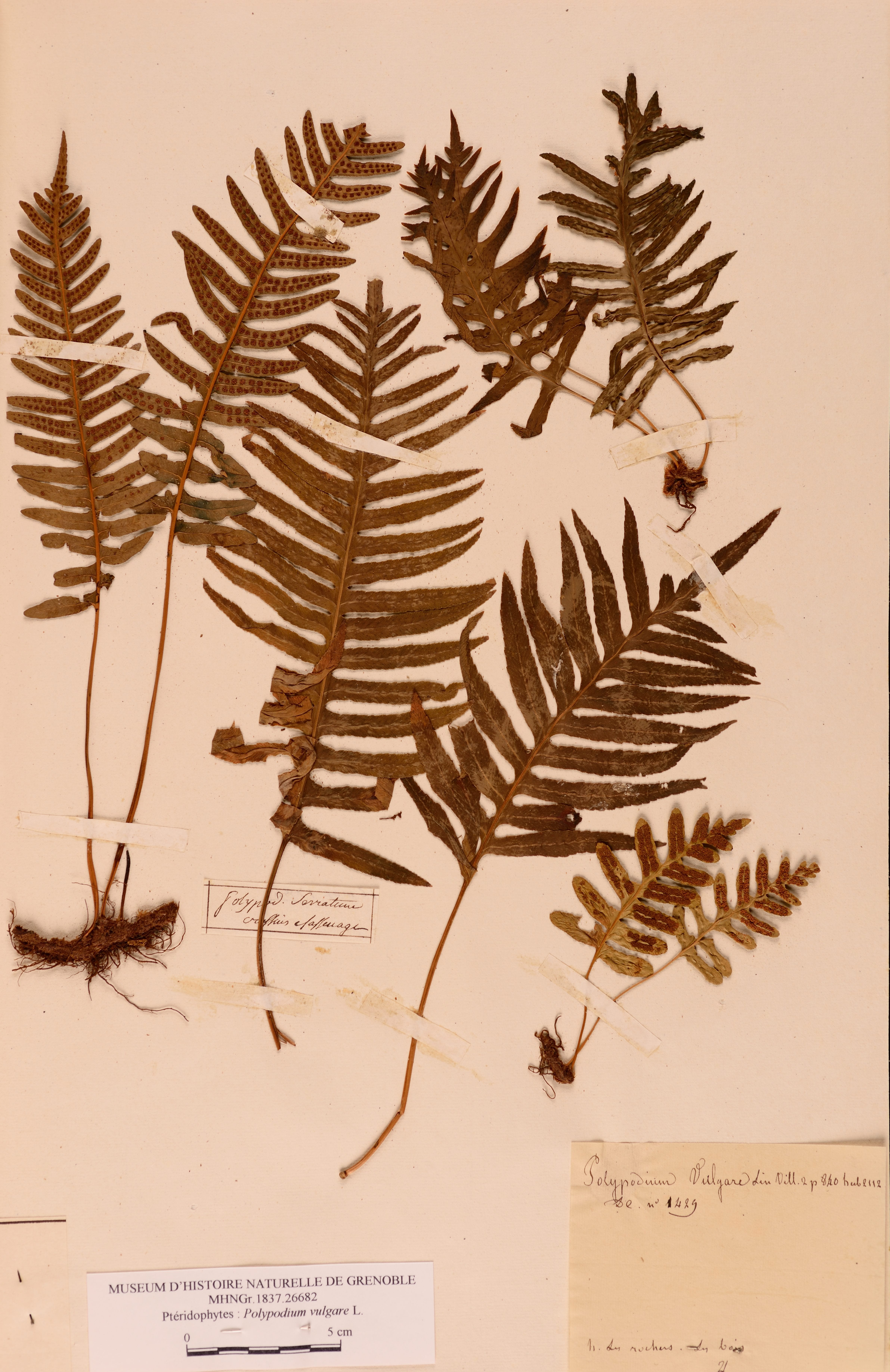 Herbier Dominique Villars