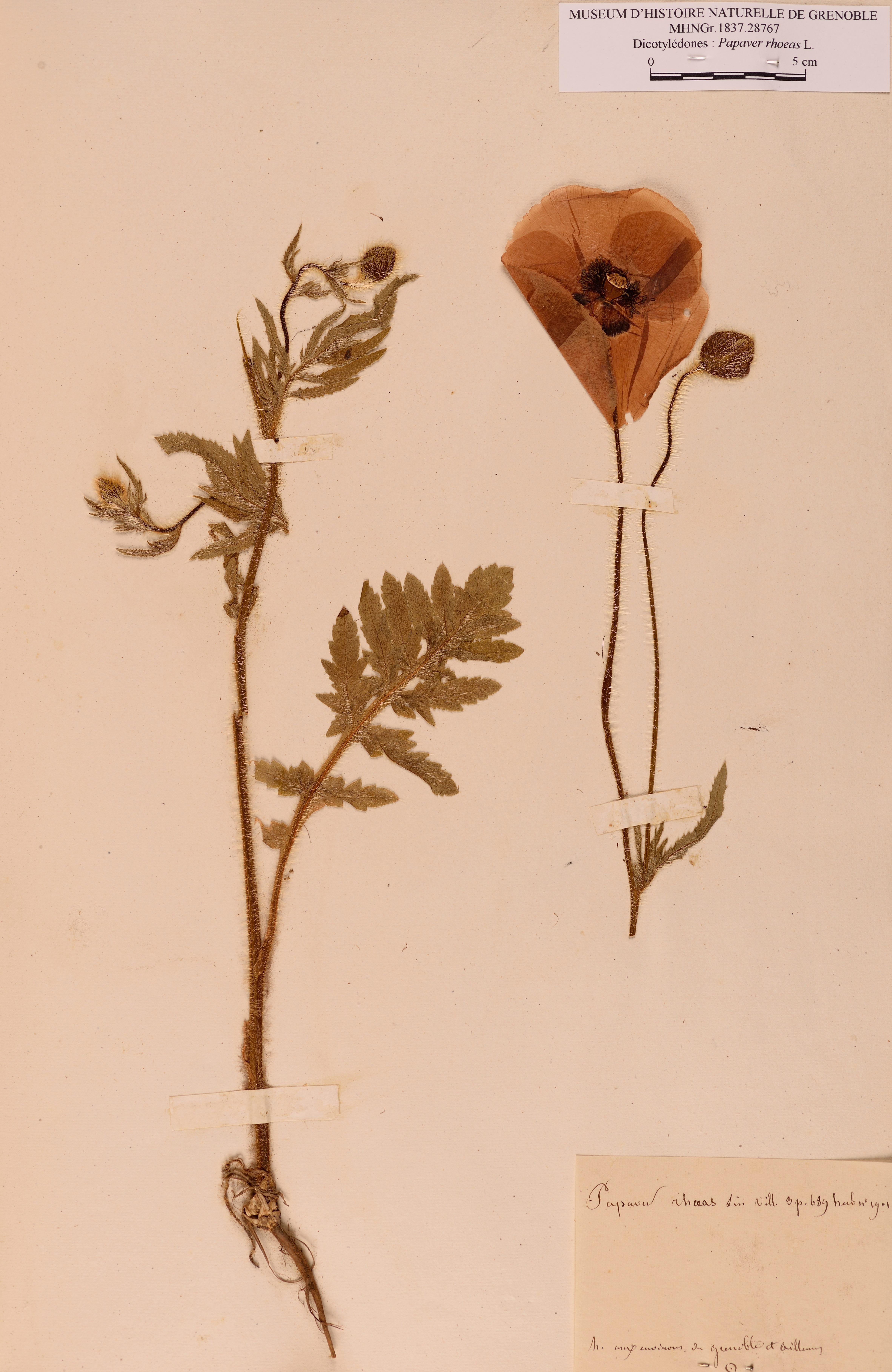 Herbier Dominique Villars