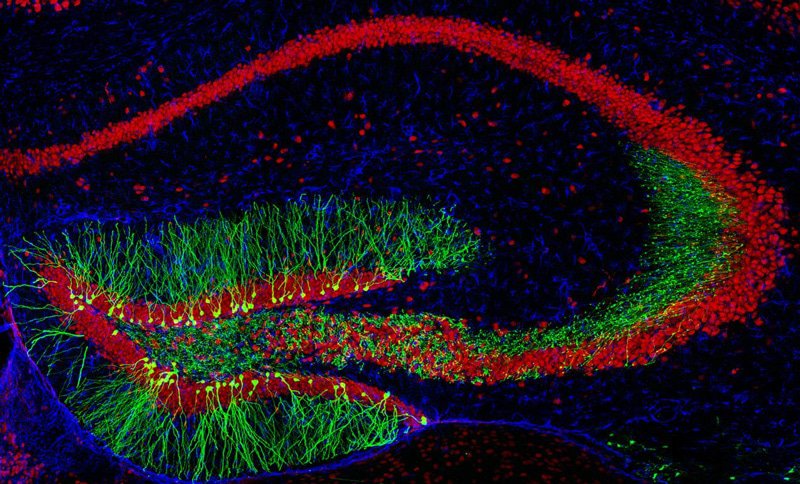 Neurogenèse dans l'hippocampe adulte de souris