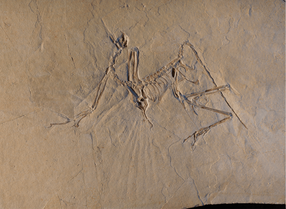 Le fossile d'Archeopteryx. Crédit : ESRF/Pascal Goetgheluck Le fossile d'Archeopteryx. Crédit : ESRF/Pascal Goetgheluck