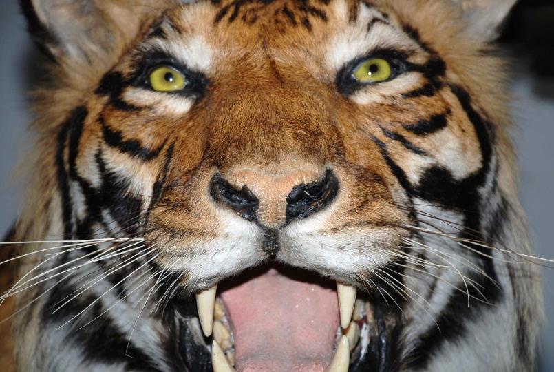Tigre, Muséum de la ville de Grenoble, CC-BY-NC-ND