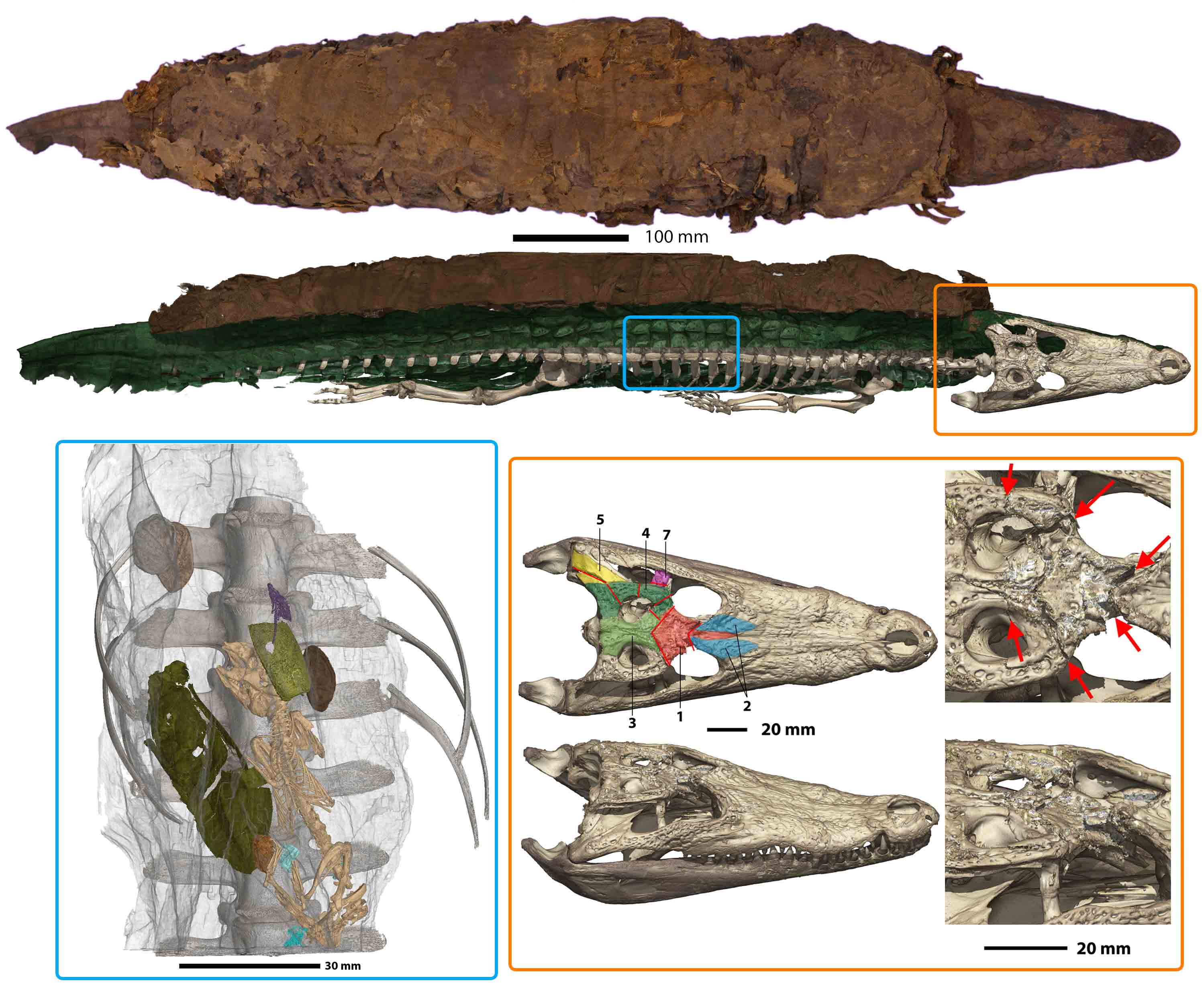 Fig. 1 : Photo et rendu 3D de la momie de crocodile MHNL 90001591. Rendu 3D montrant une partie du contenu stomacal du crocodile ainsi que la fracture crânienne létale (© ESRF/Programme MAHES).