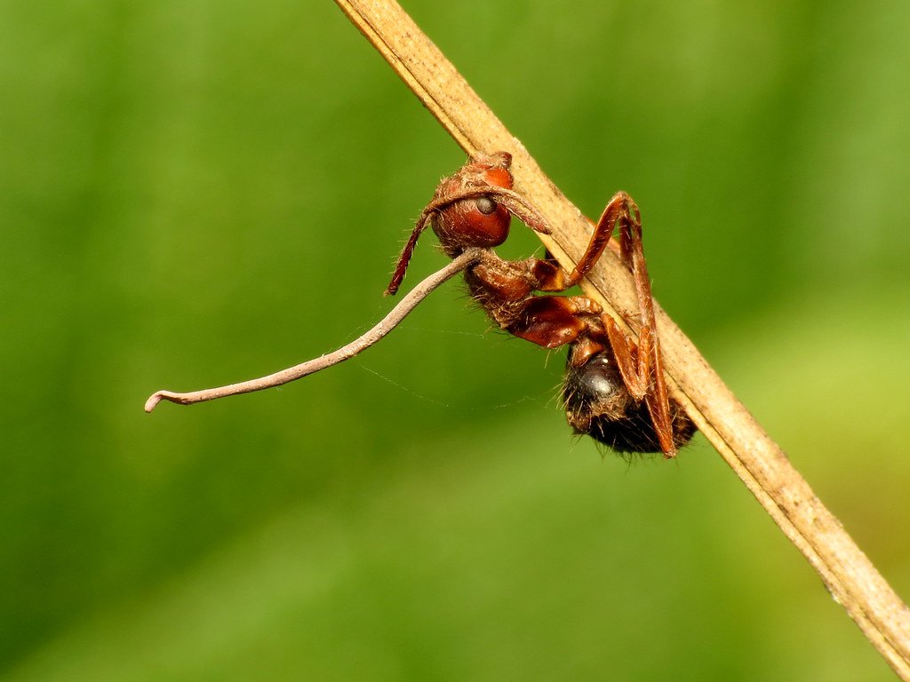 Ophiocordyceps