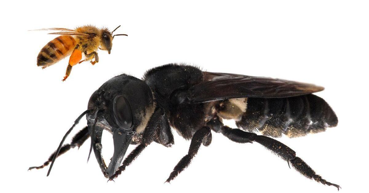 Megachile pluto